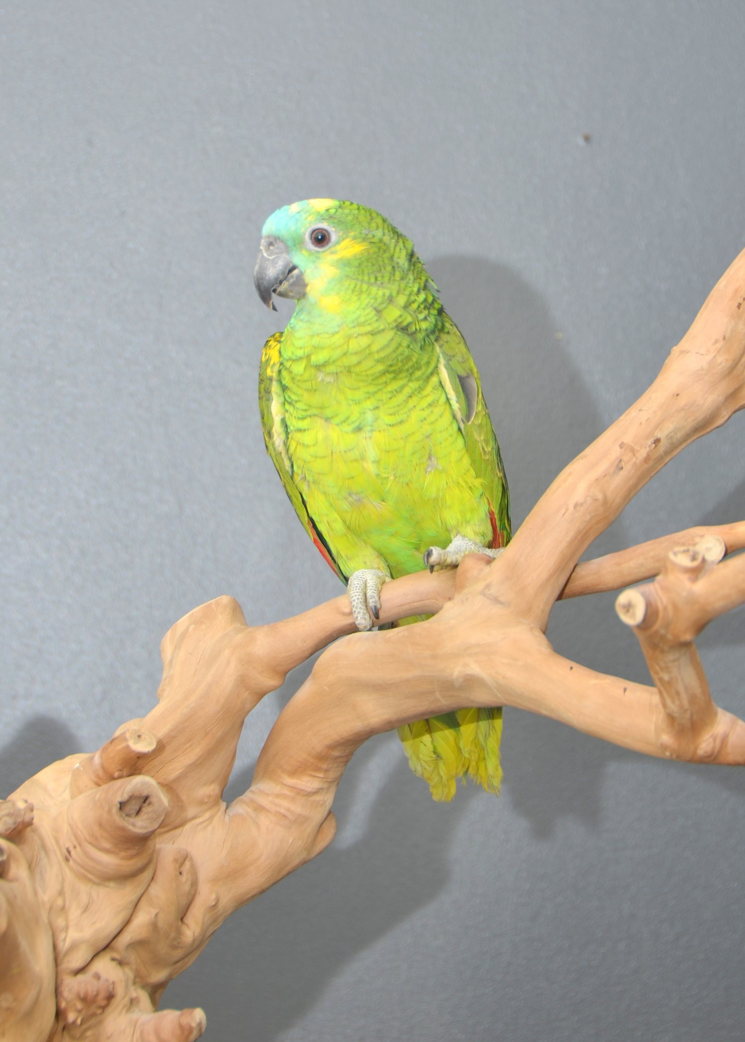 Baby Blue fronted Amazon Talking Parrot Hand Reared