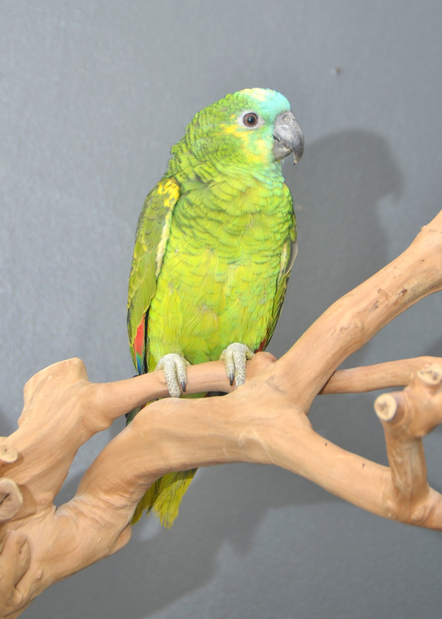  Baby Blue fronted Amazon Talking Parrot Hand Reared