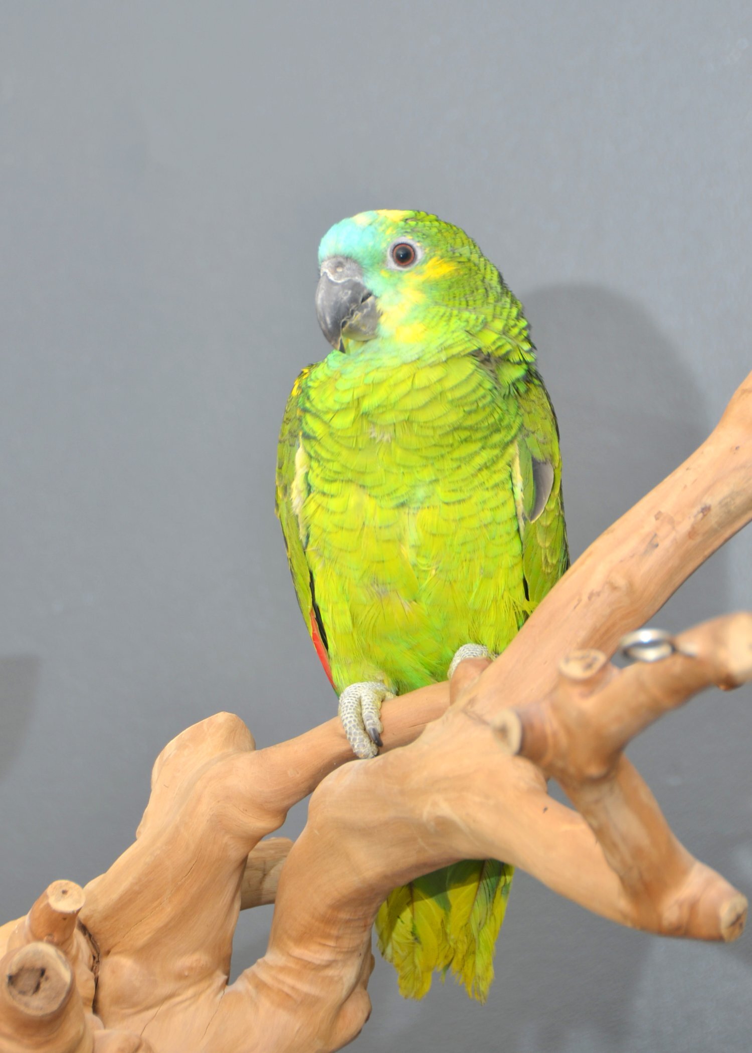Baby Blue fronted Amazon Talking Parrot Hand Reared - {CATEGORY}