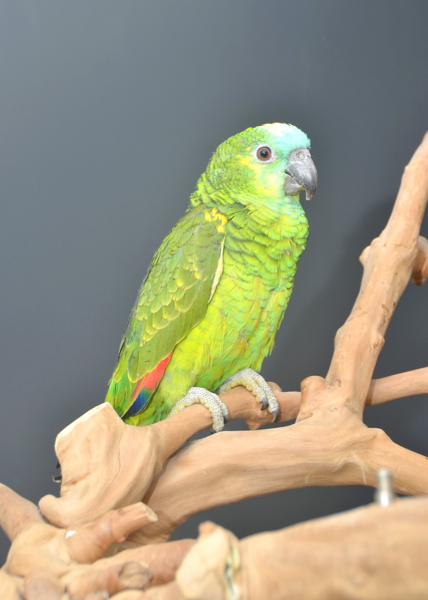 Baby Blue fronted Amazon Talking Parrot Hand Reared - {CATEGORY}
