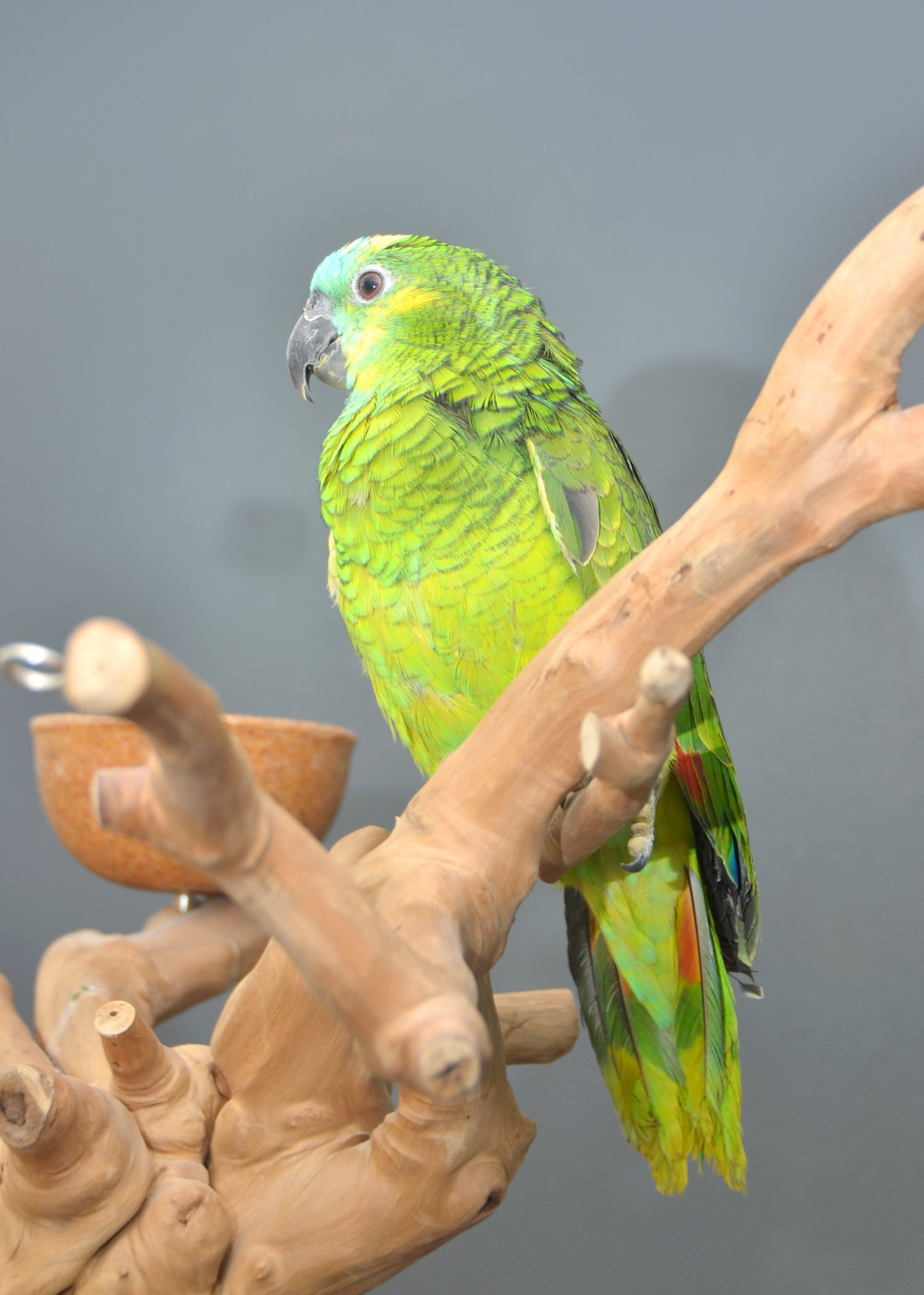 Baby Blue fronted Amazon Talking Parrot Hand Reared 