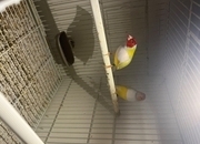 Yellow goldians breading pair 