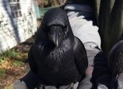 Ravens For Sale