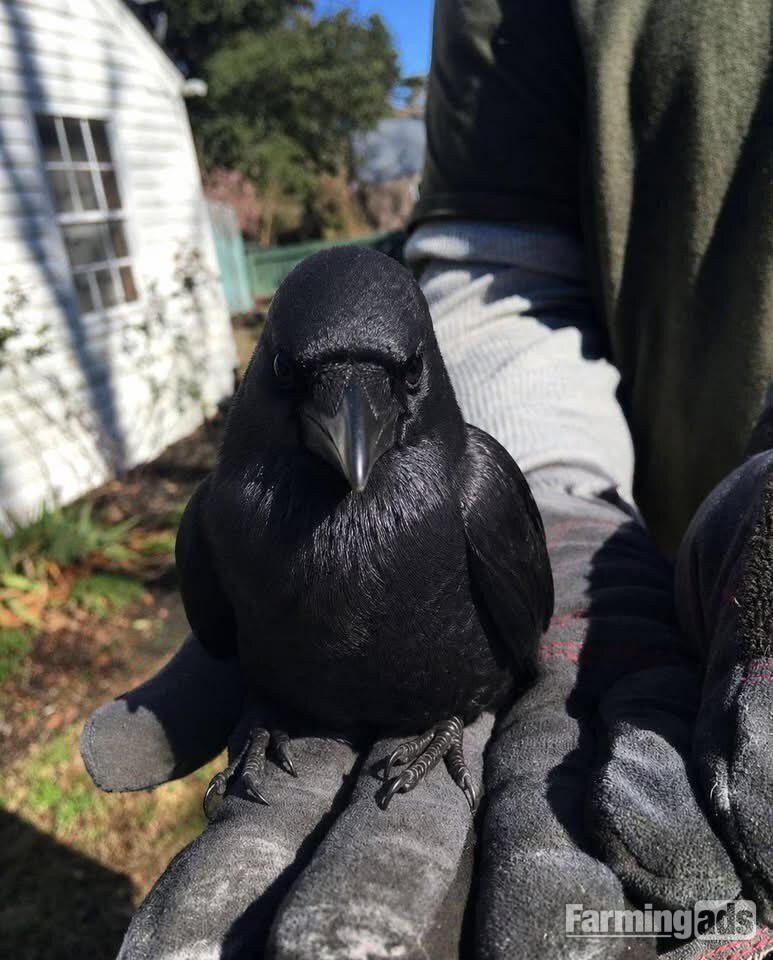Ravens For Sale