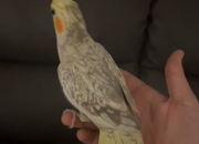 Semi tamed cockatail 