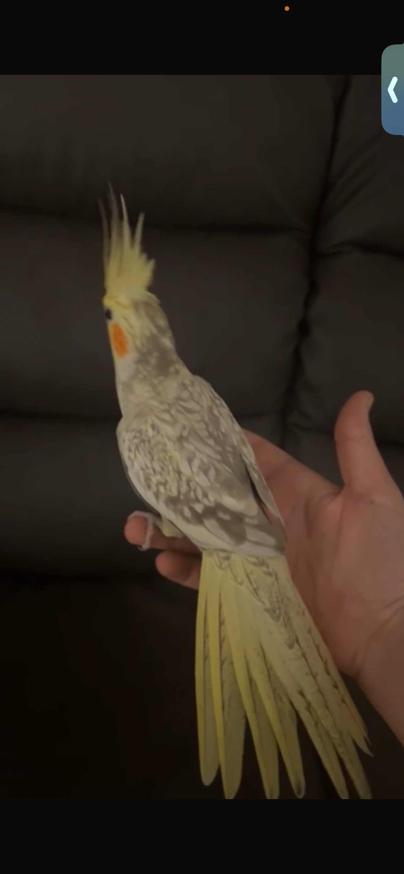 Semi tamed cockatail 
