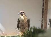 Female Peregrine 2026
