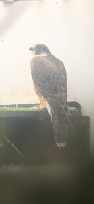 Female Peregrine 2026