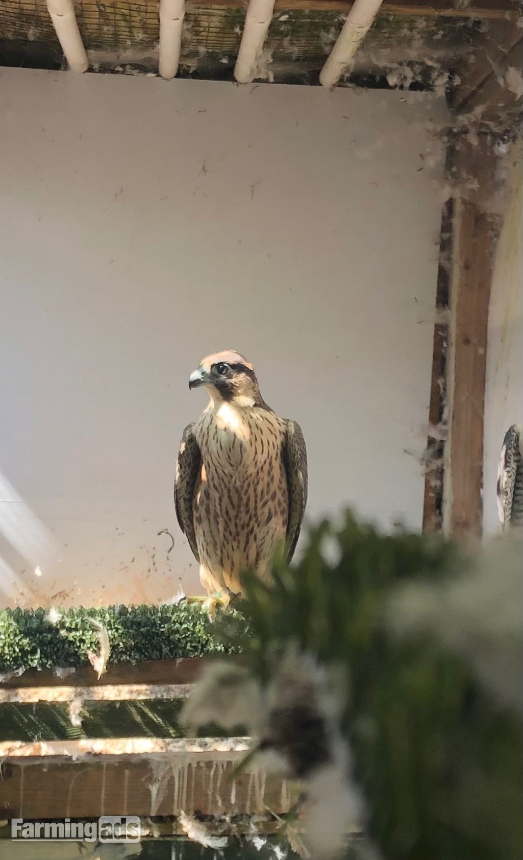 Female Peregrine 2026