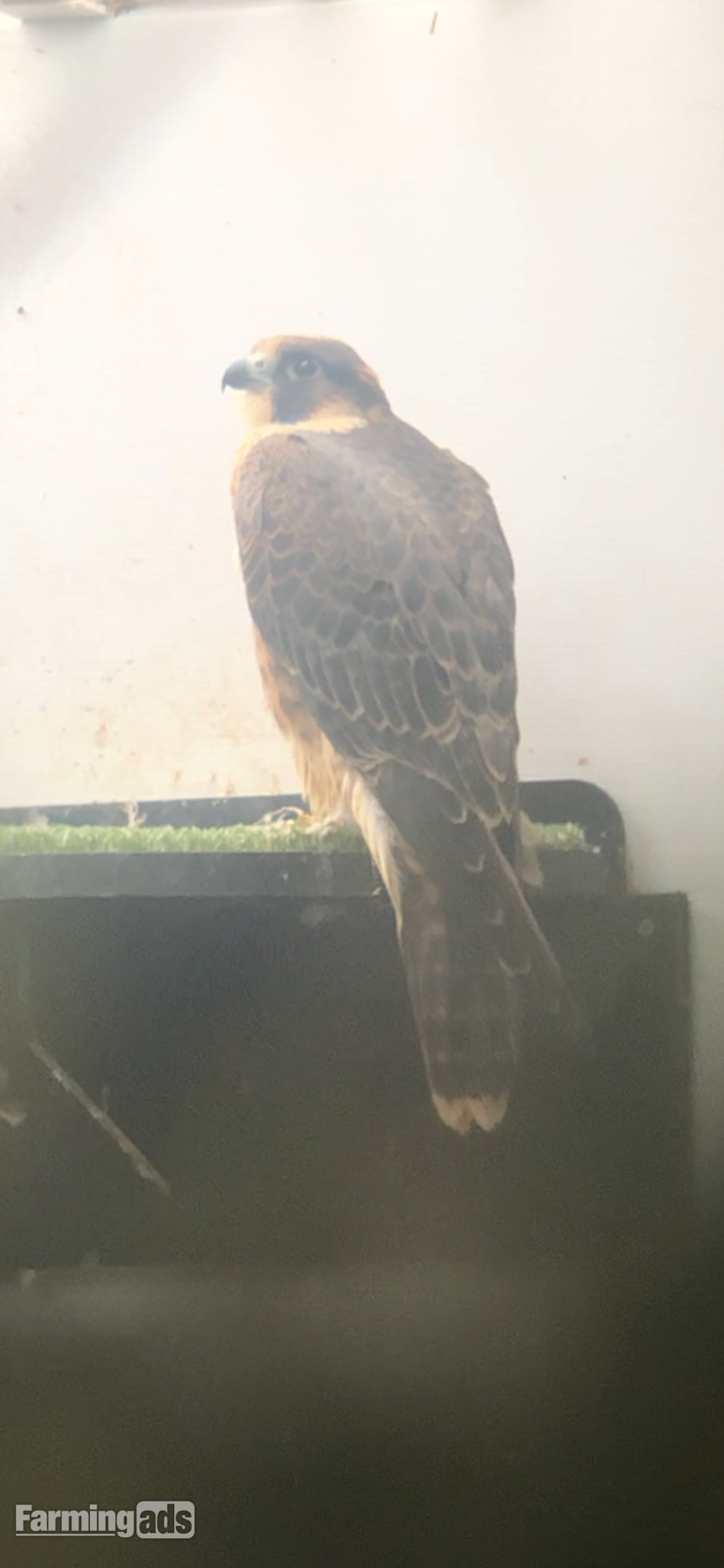 Female Peregrine 2026
