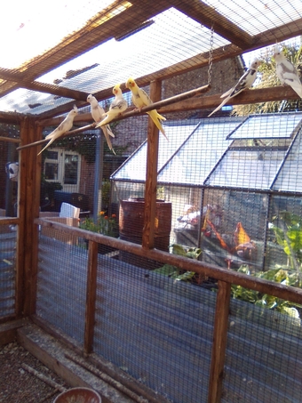 BABY COCKATIELS 2026