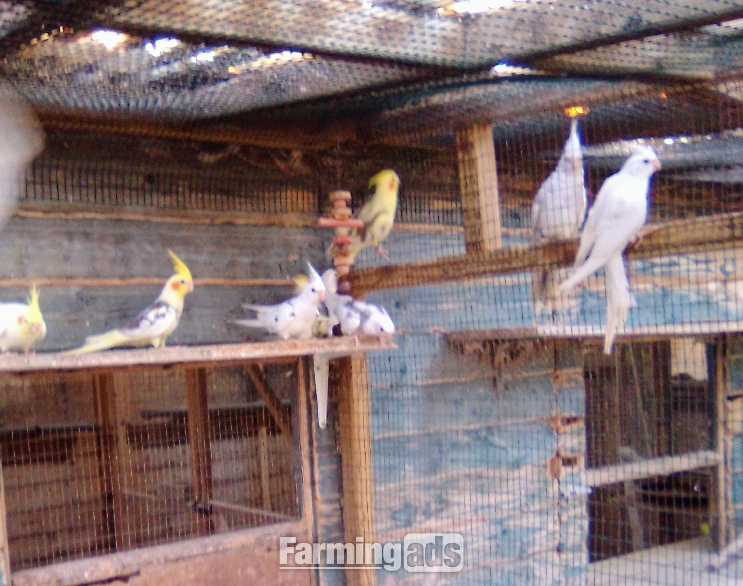BABY COCKATIELS 2026