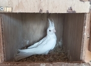 2 young Albino cockatiels for sale 