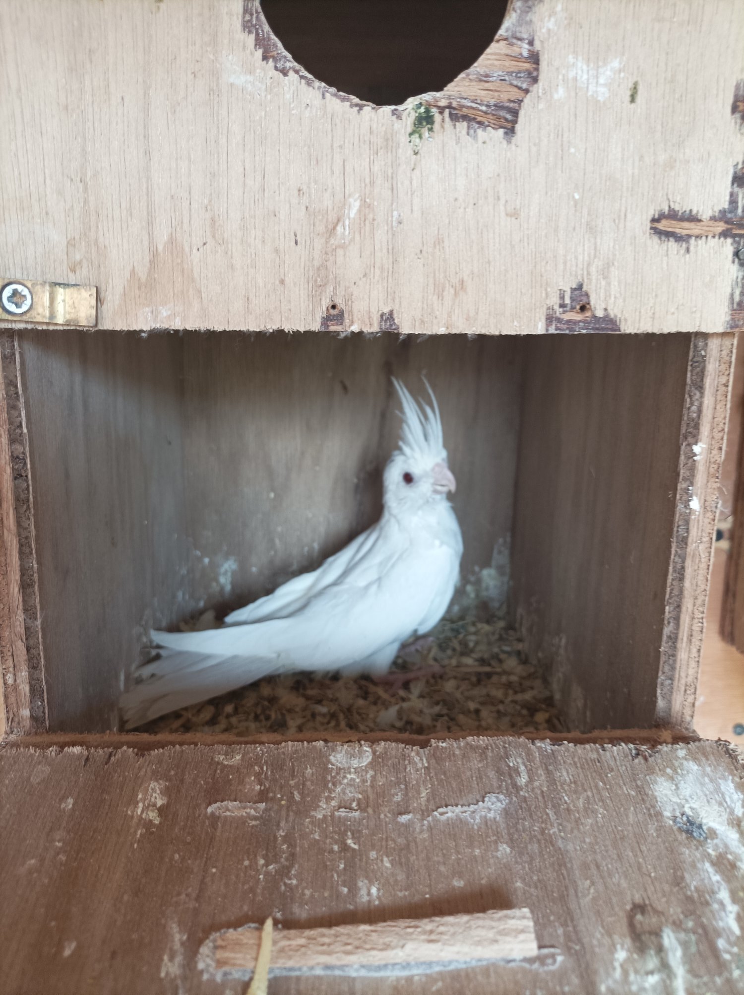 2 young Albino cockatiels for sale 