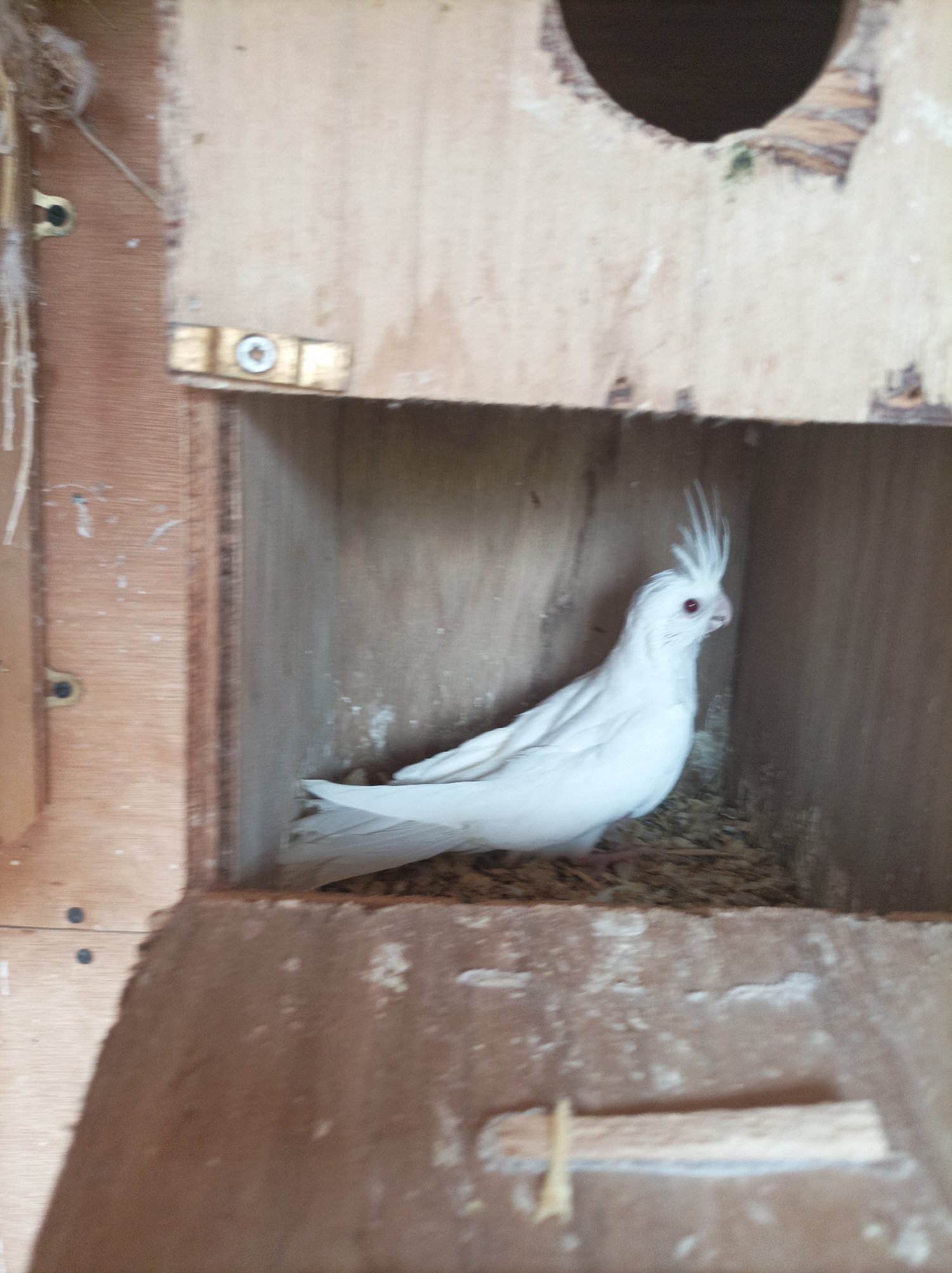 2 young Albino cockatiels for sale 