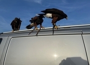 Harris hawk wanted 