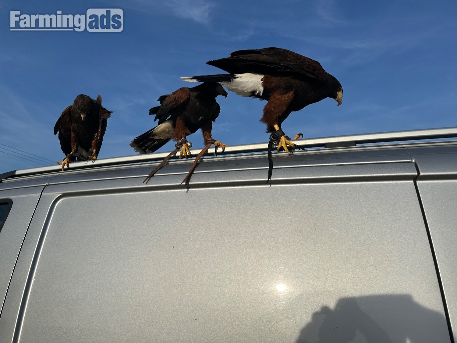 Harris hawk wanted 