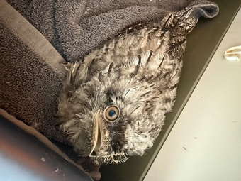 2026 Great grey owl and tawny frogmouth 