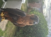 Female aplomado falcon 