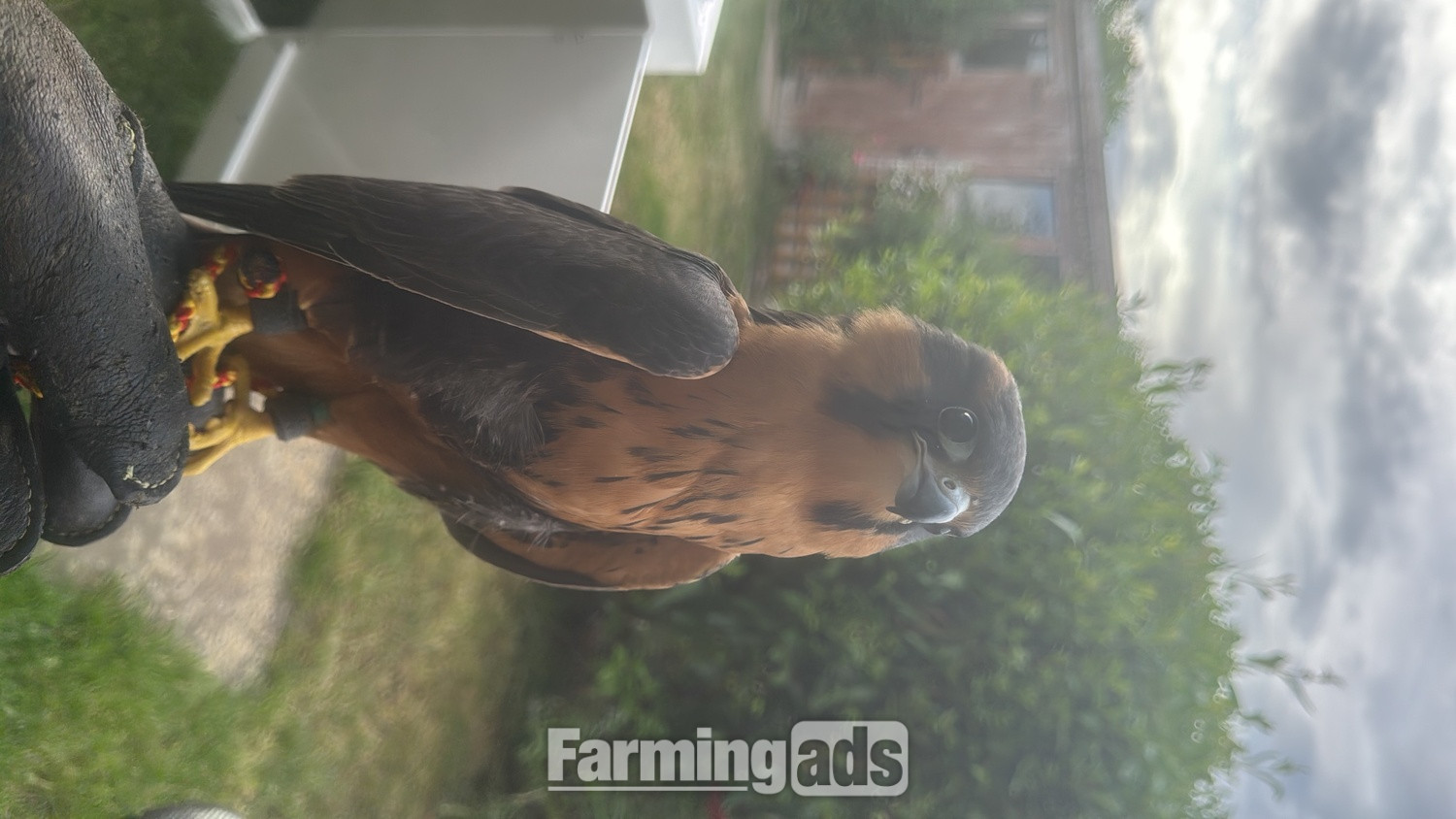 Female aplomado falcon 