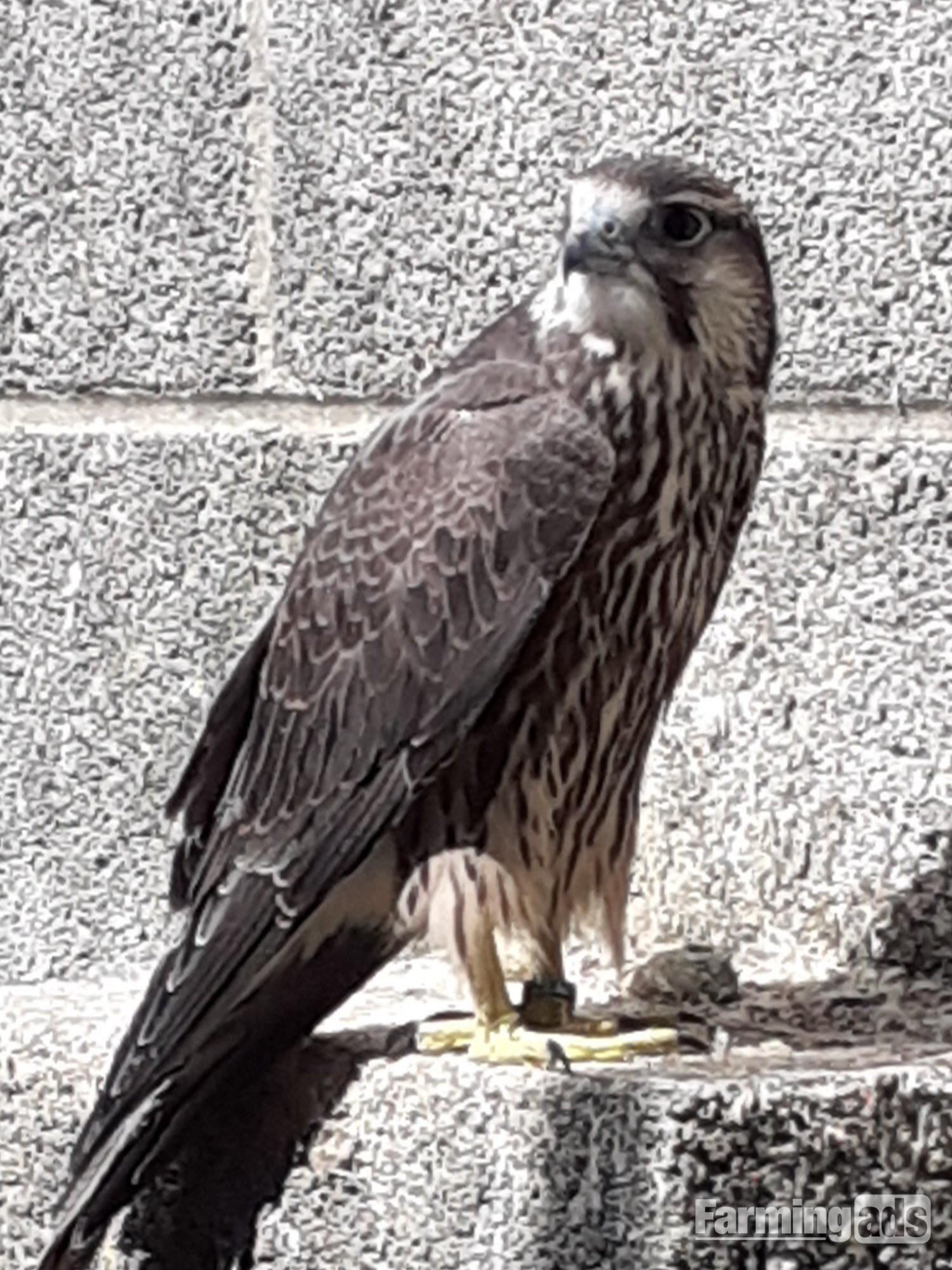 LANNER FALCON FEMALE 