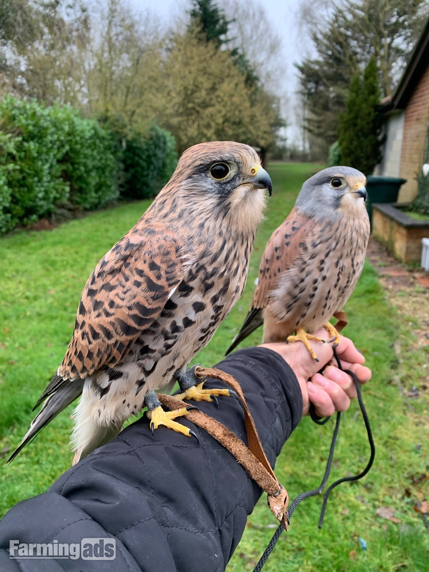 WANTED unwanted birds prey WANTED - {CATEGORY}