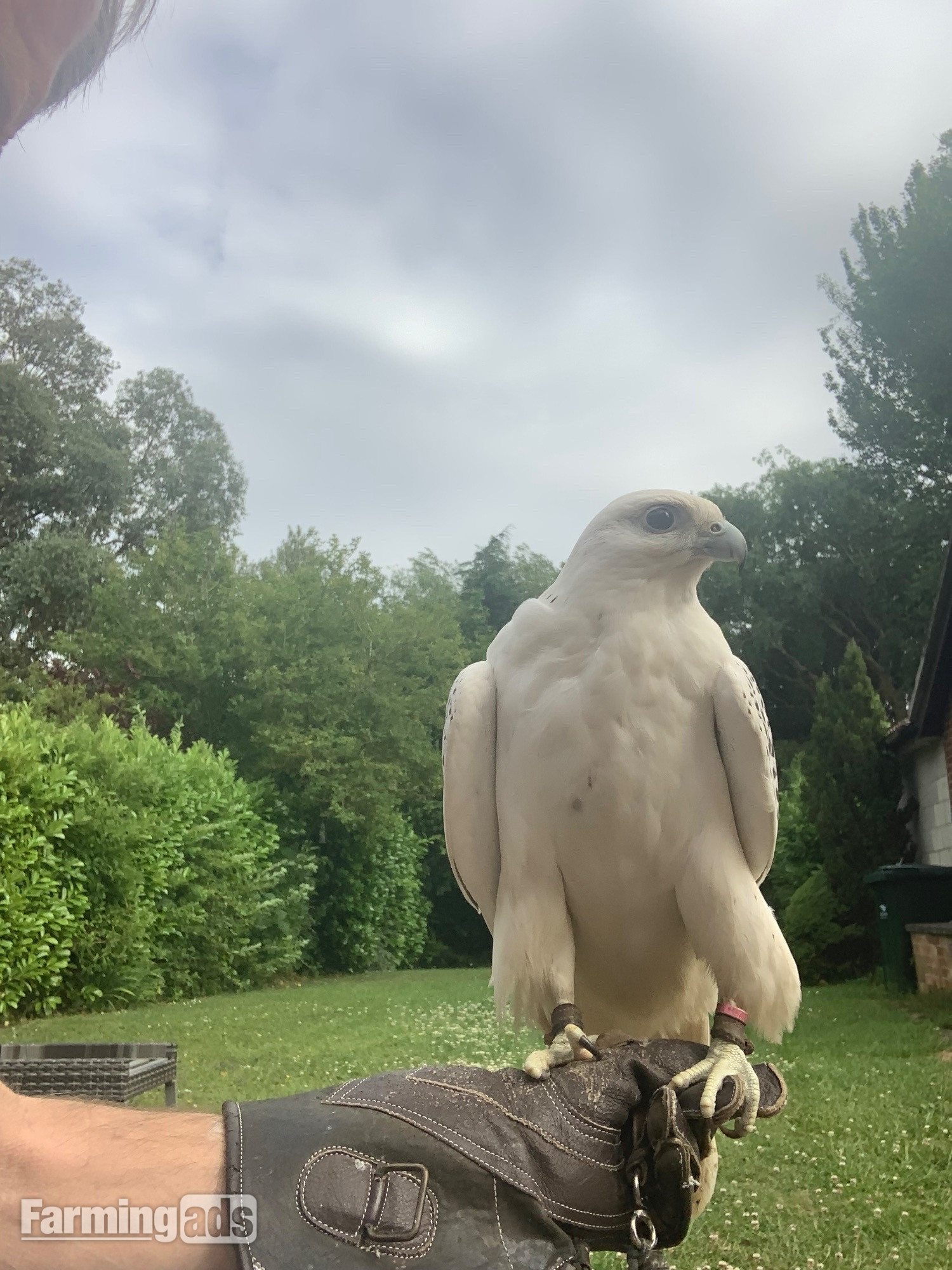 WANTED unwanted birds prey WANTED 