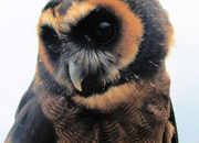 Asian Brown Wood Owl
