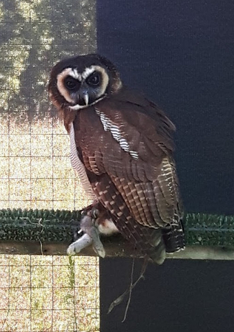 Asian Brown Wood Owl