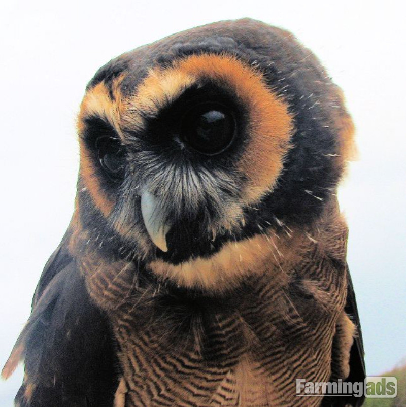 Asian Brown Wood Owl