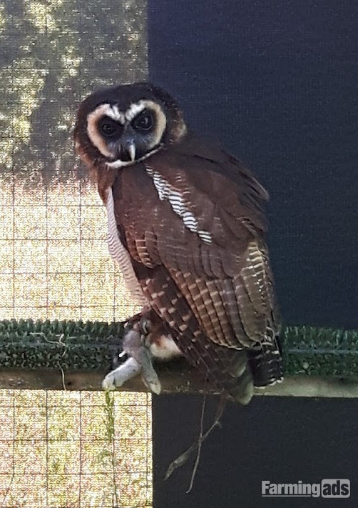 Asian Brown Wood Owl