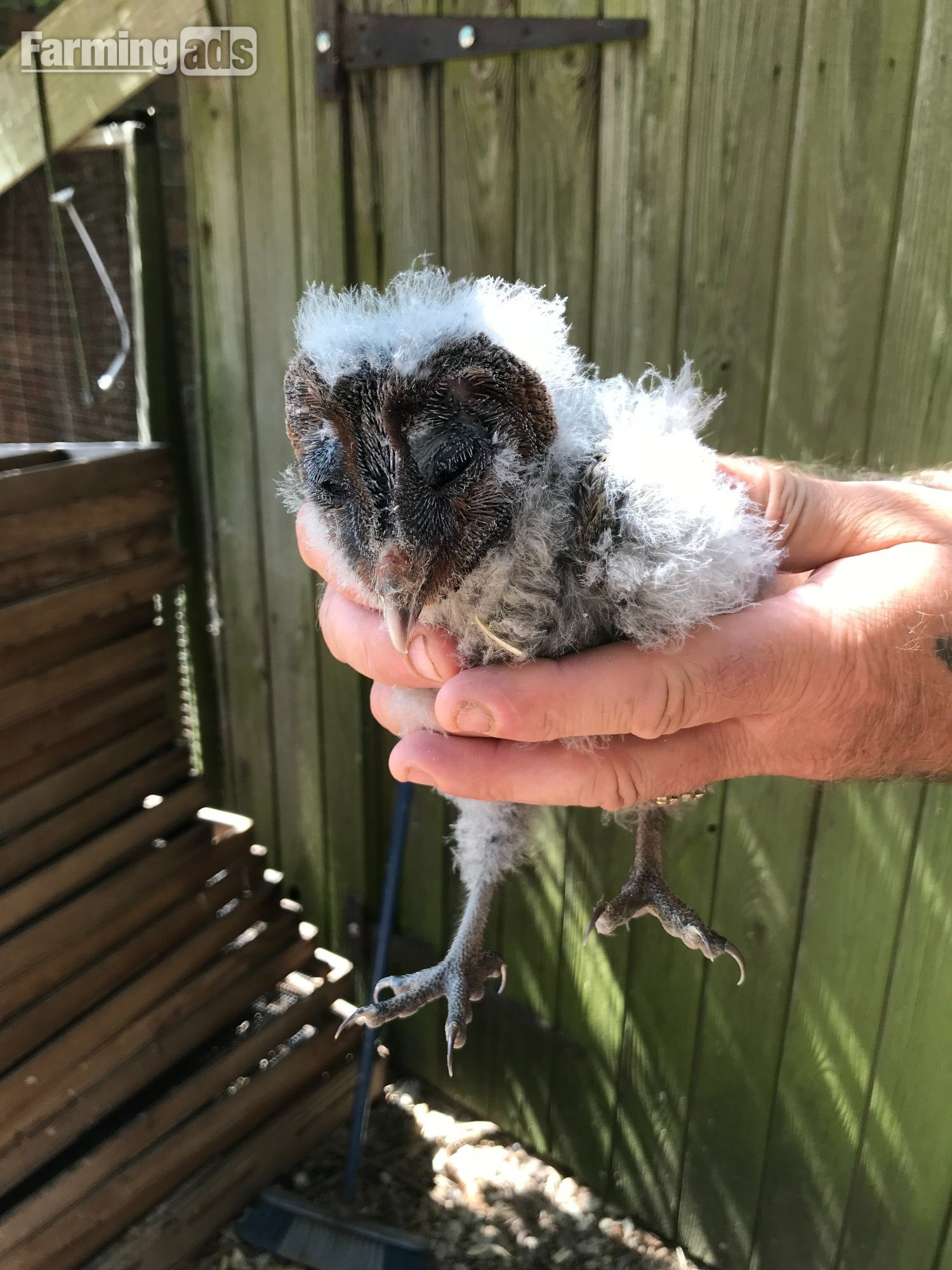 Black Barn Owls Hand Reared