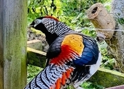 2 Lady Amherst &amp; 2 Reeves Cock Pheasants for sale 2026 Bred