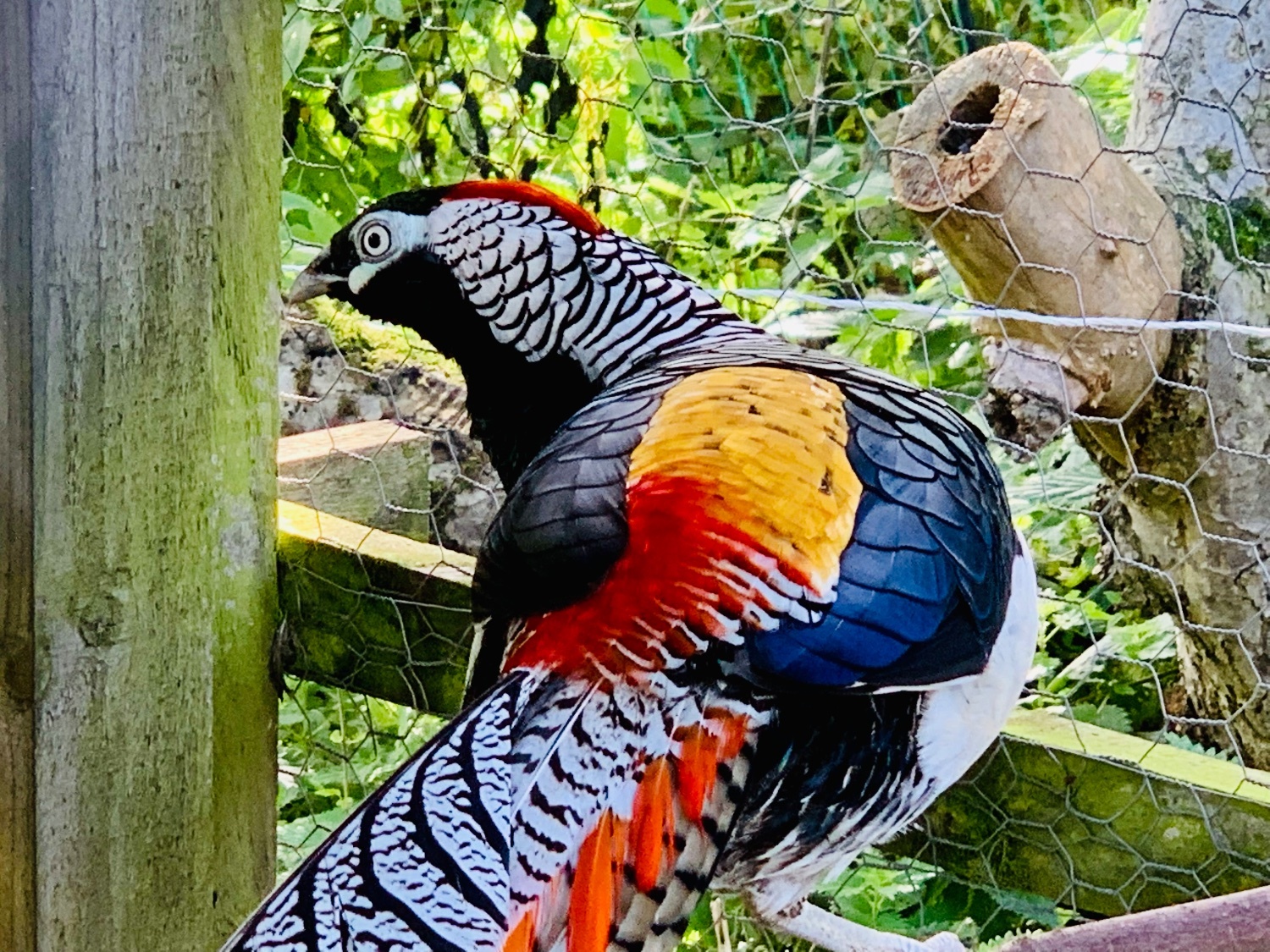 2 Lady Amherst &amp; 2 Reeves Cock Pheasants for sale 2026 Bred