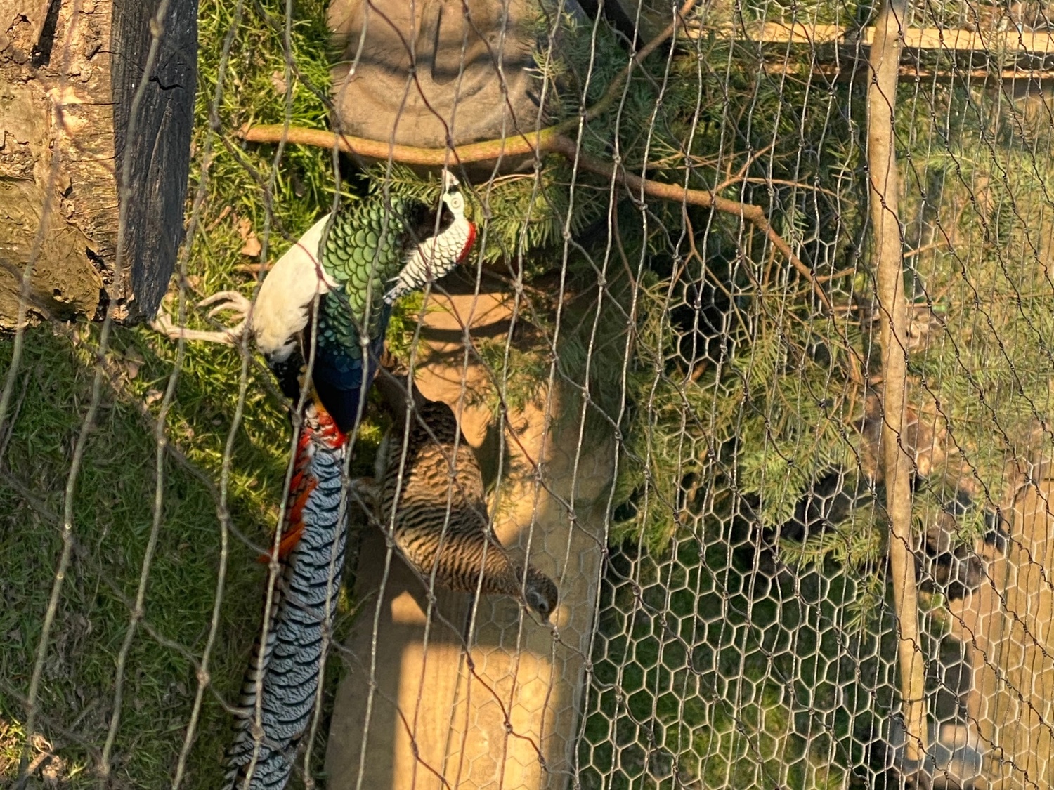 2 Lady Amherst &amp; 2 Reeves Cock Pheasants for sale 2026 Bred