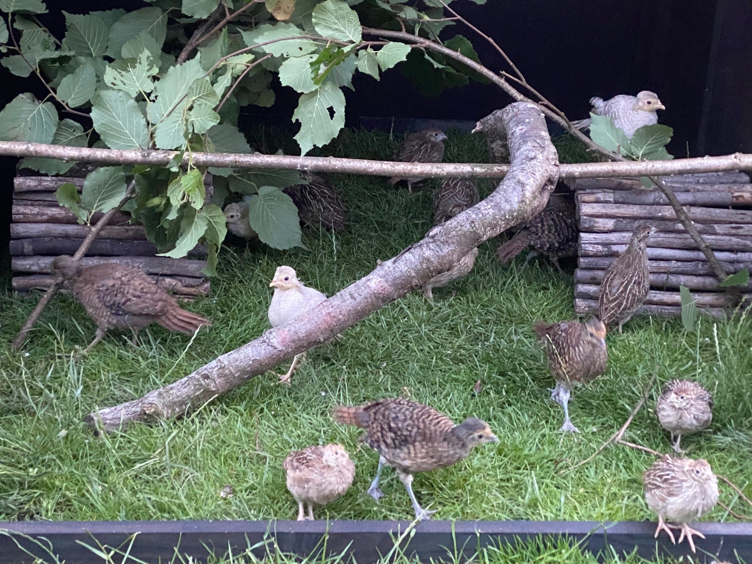  2 Lady Amherst &amp; 2 Reeves Cock Pheasants for sale 2026 Bred
