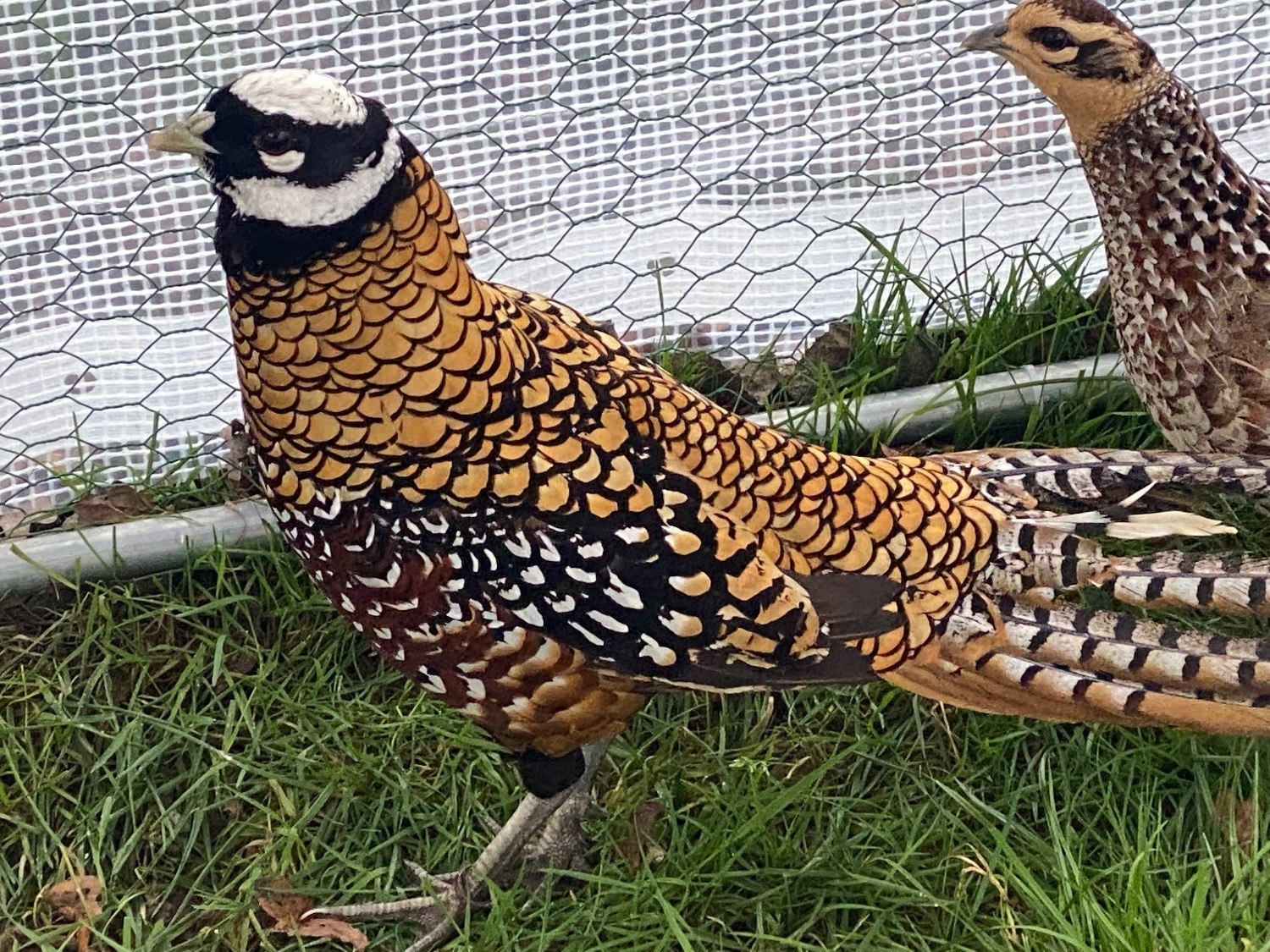 2 Lady Amherst &amp; 2 Reeves Cock Pheasants for sale 2026 Bred - {CATEGORY}