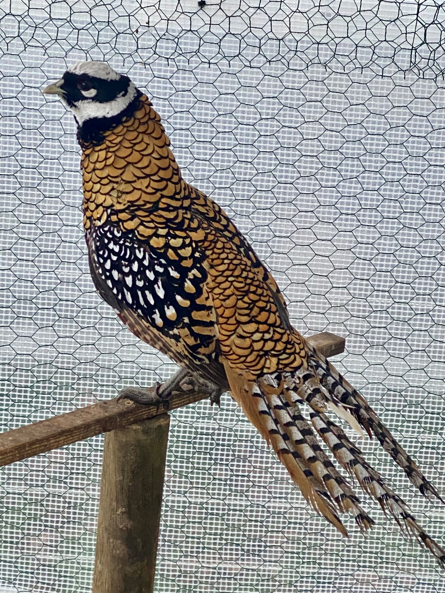 2 Lady Amherst &amp; 2 Reeves Cock Pheasants for sale 2026 Bred - {CATEGORY}