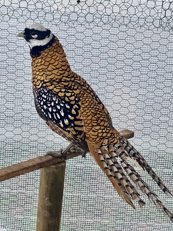 2 Lady Amherst &amp; 2 Reeves Cock Pheasants for sale 2026 Bred