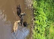 Stunning Pairs of tame call ducks 
