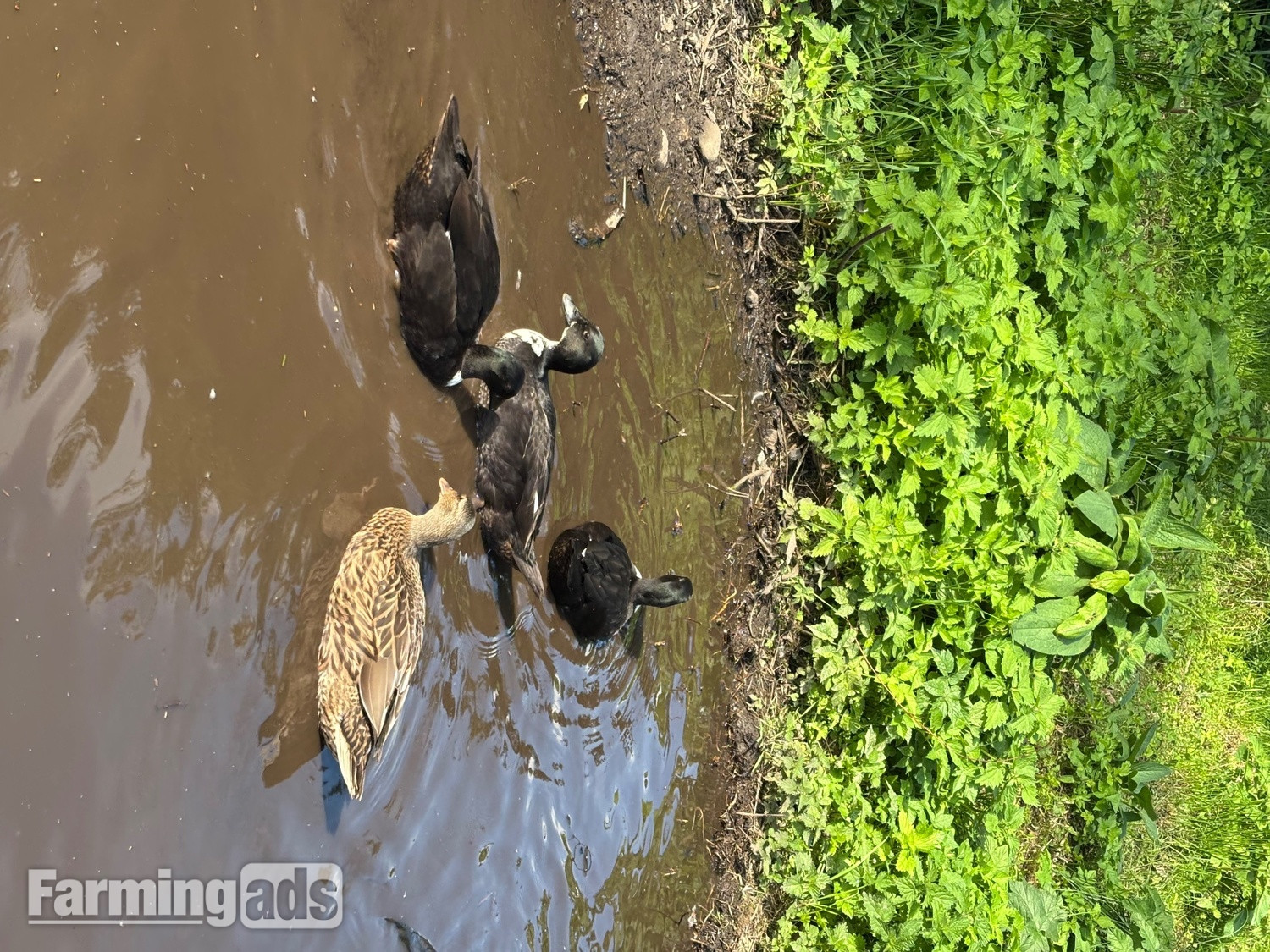 Stunning Pairs of tame call ducks 