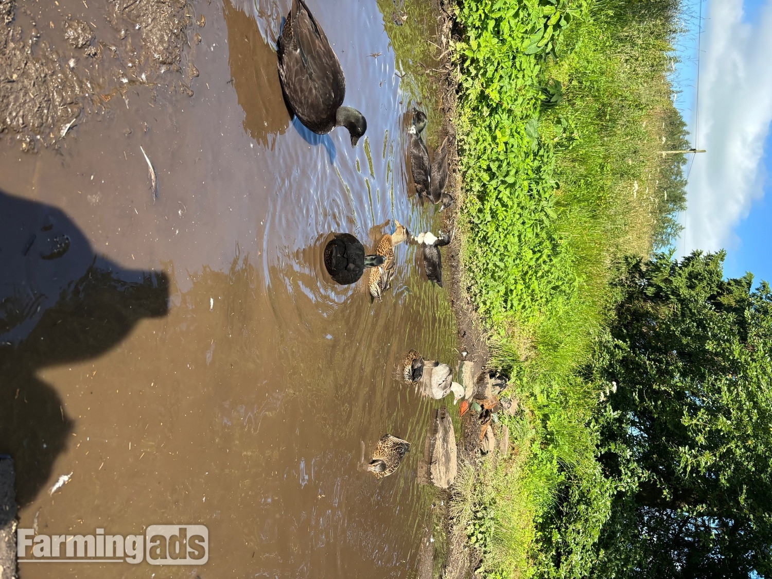 Stunning Pairs of tame call ducks 