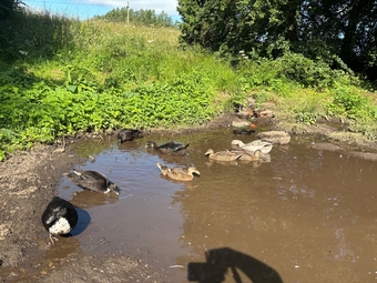 Stunning Pairs of tame call ducks 