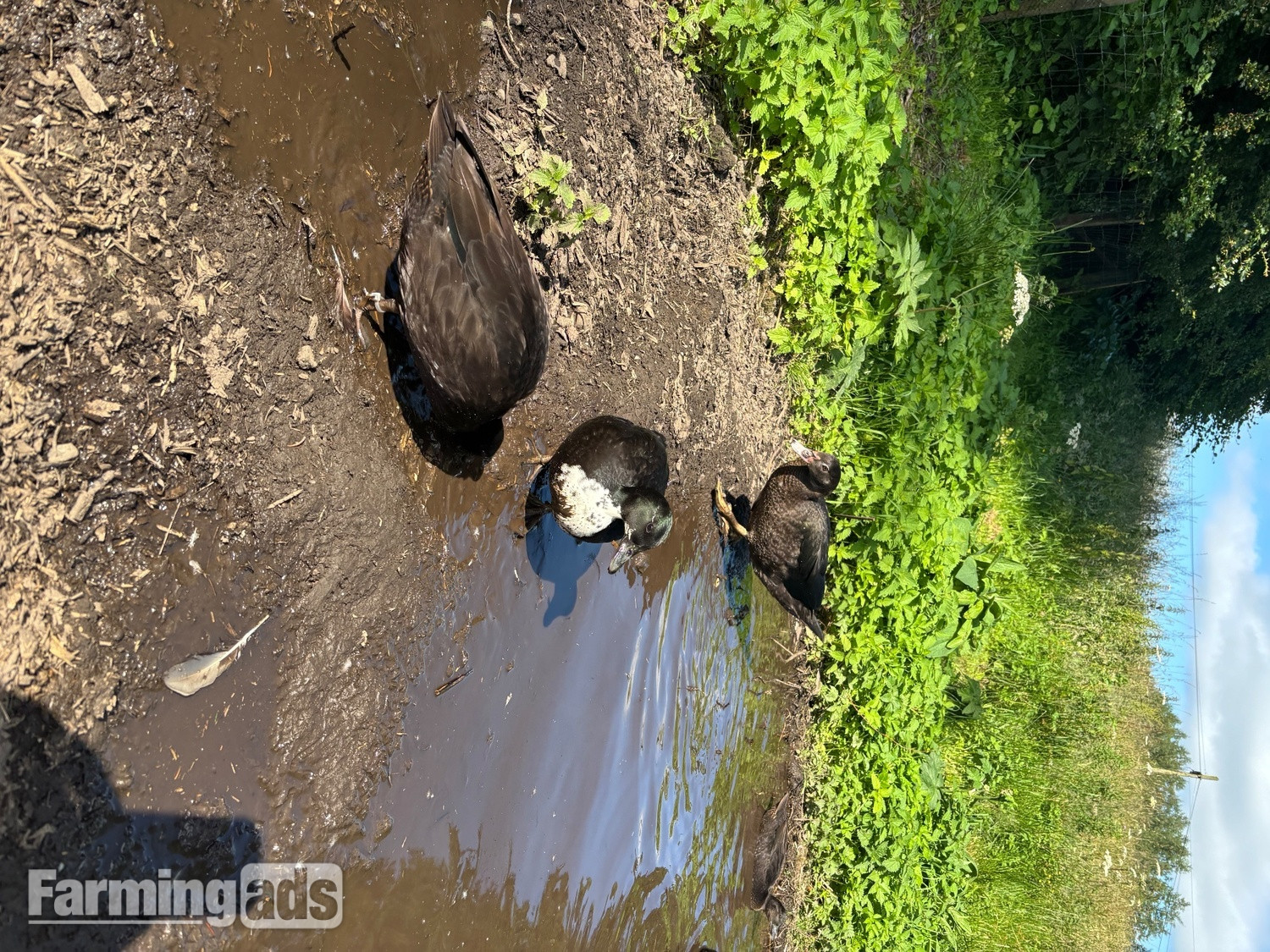  Stunning Pairs of tame call ducks 