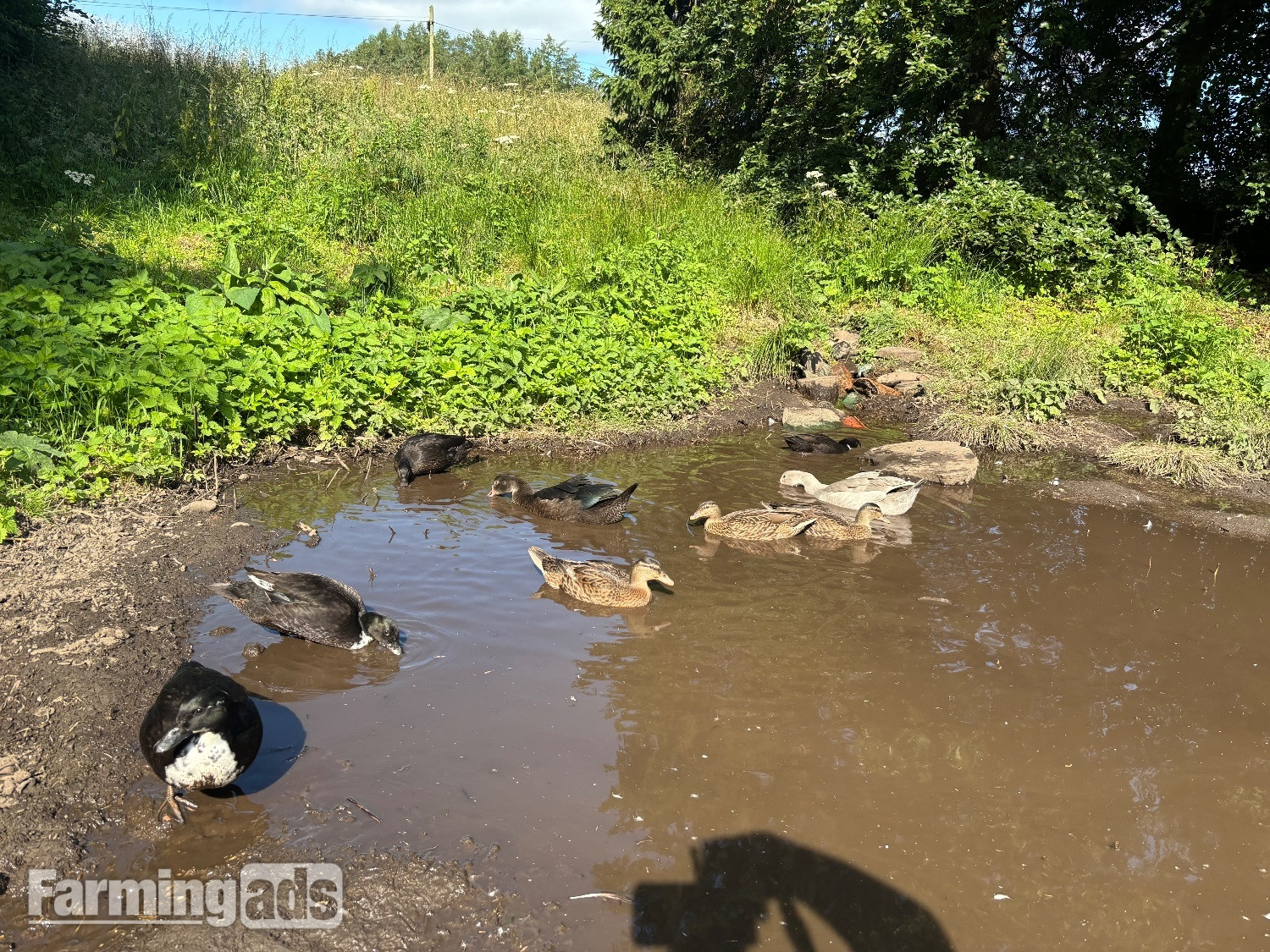 Stunning Pairs of tame call ducks  - {CATEGORY}