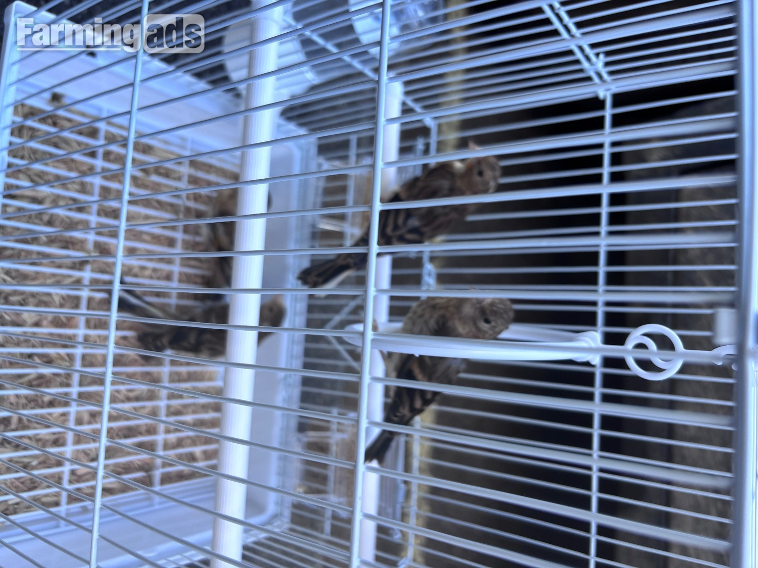 This years Goldfinch mules