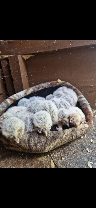 Little Owl female just fledged for sale PR. A10 available. Ring mark