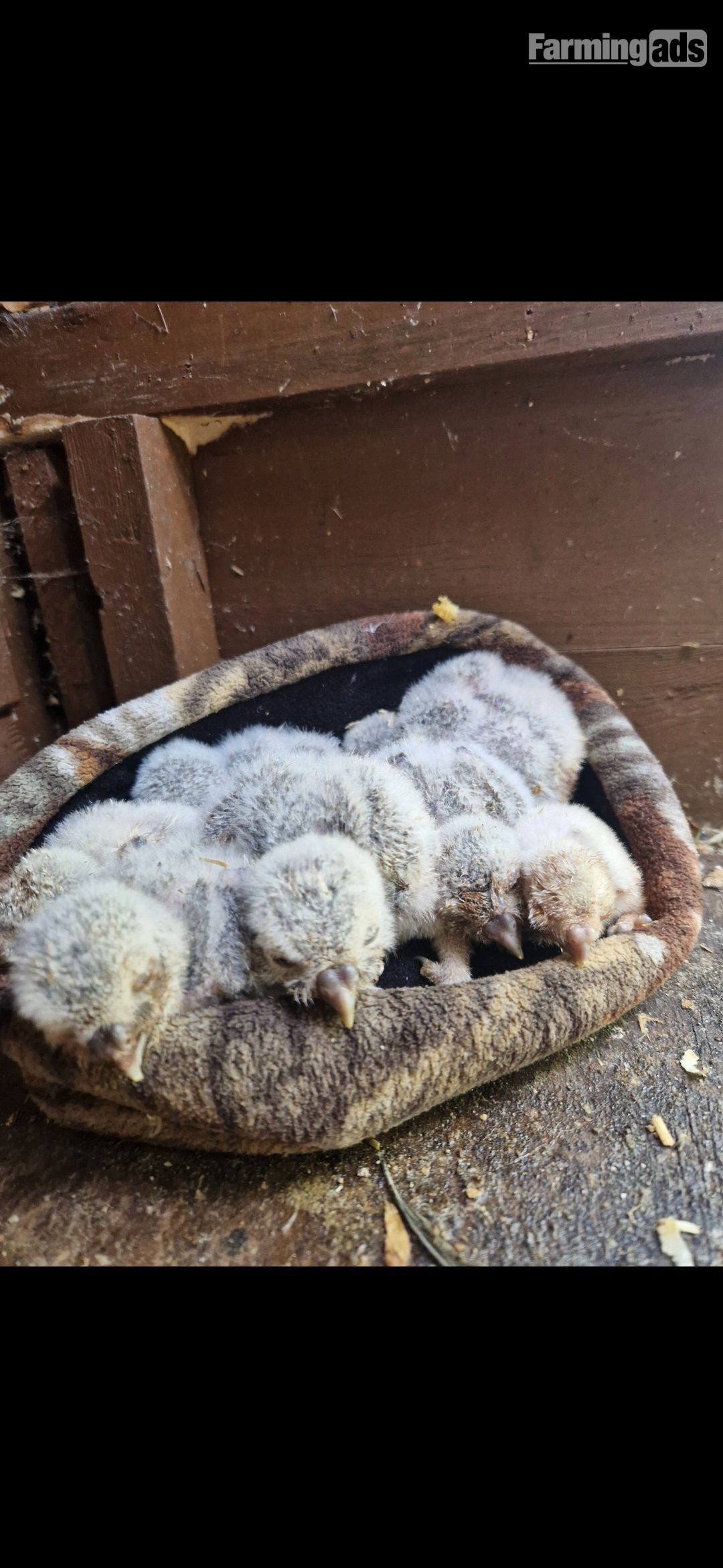 Little Owl female just fledged for sale PR. A10 available. Ring mark