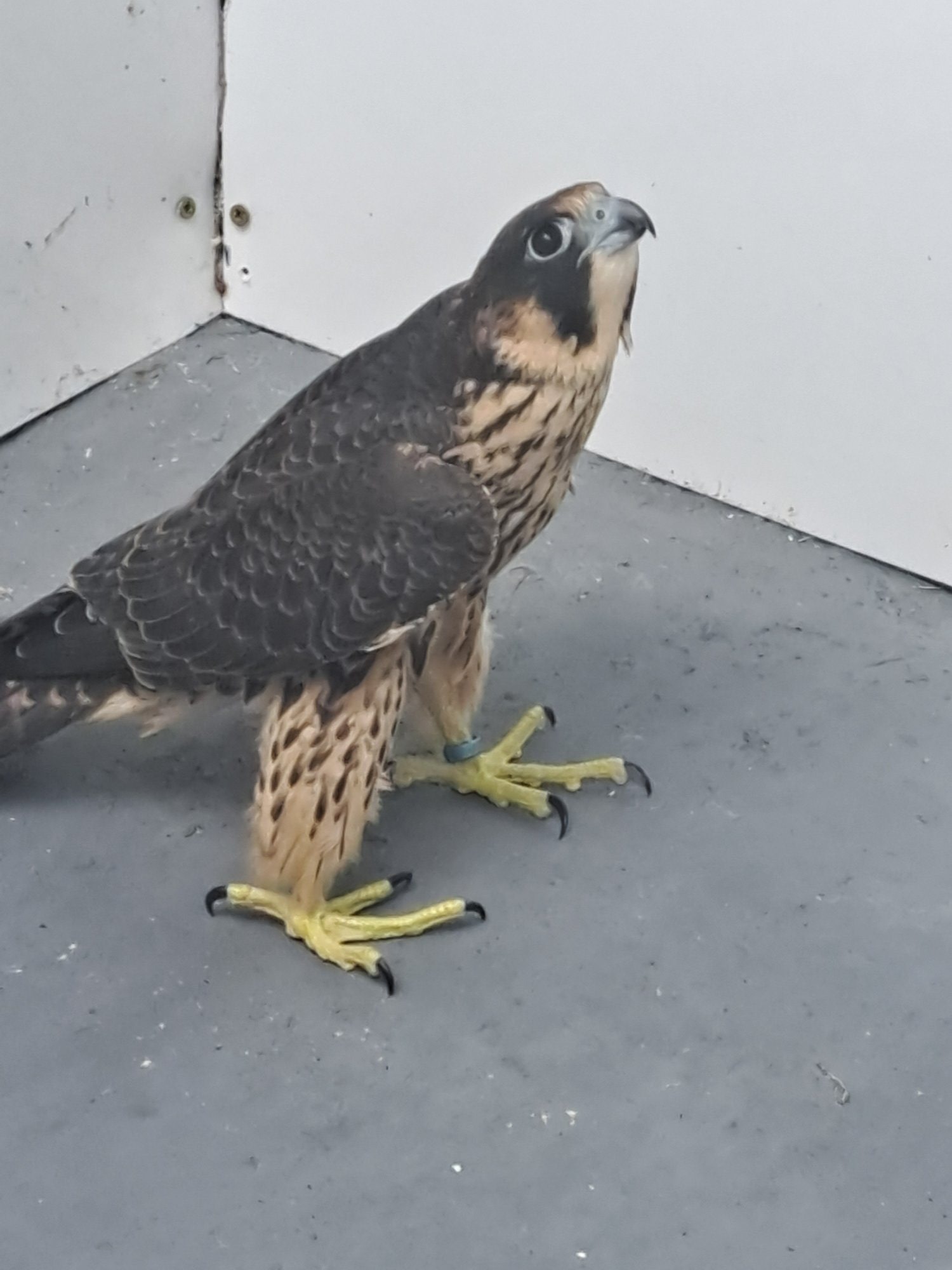 2026 Male/Female Peregrine Falcons (PR)