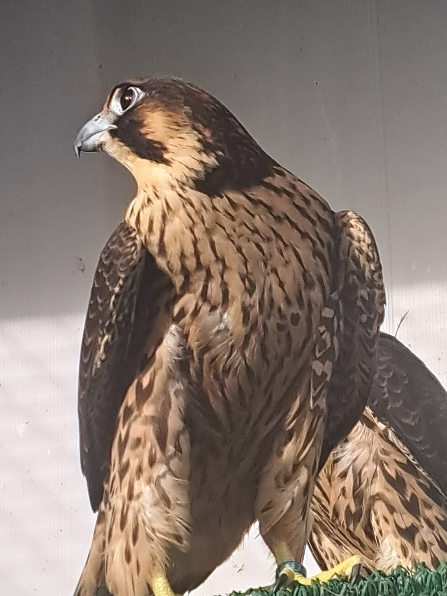  2026 Male/Female Peregrine Falcons (PR)